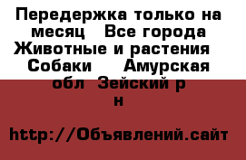 Передержка только на месяц - Все города Животные и растения » Собаки   . Амурская обл.,Зейский р-н